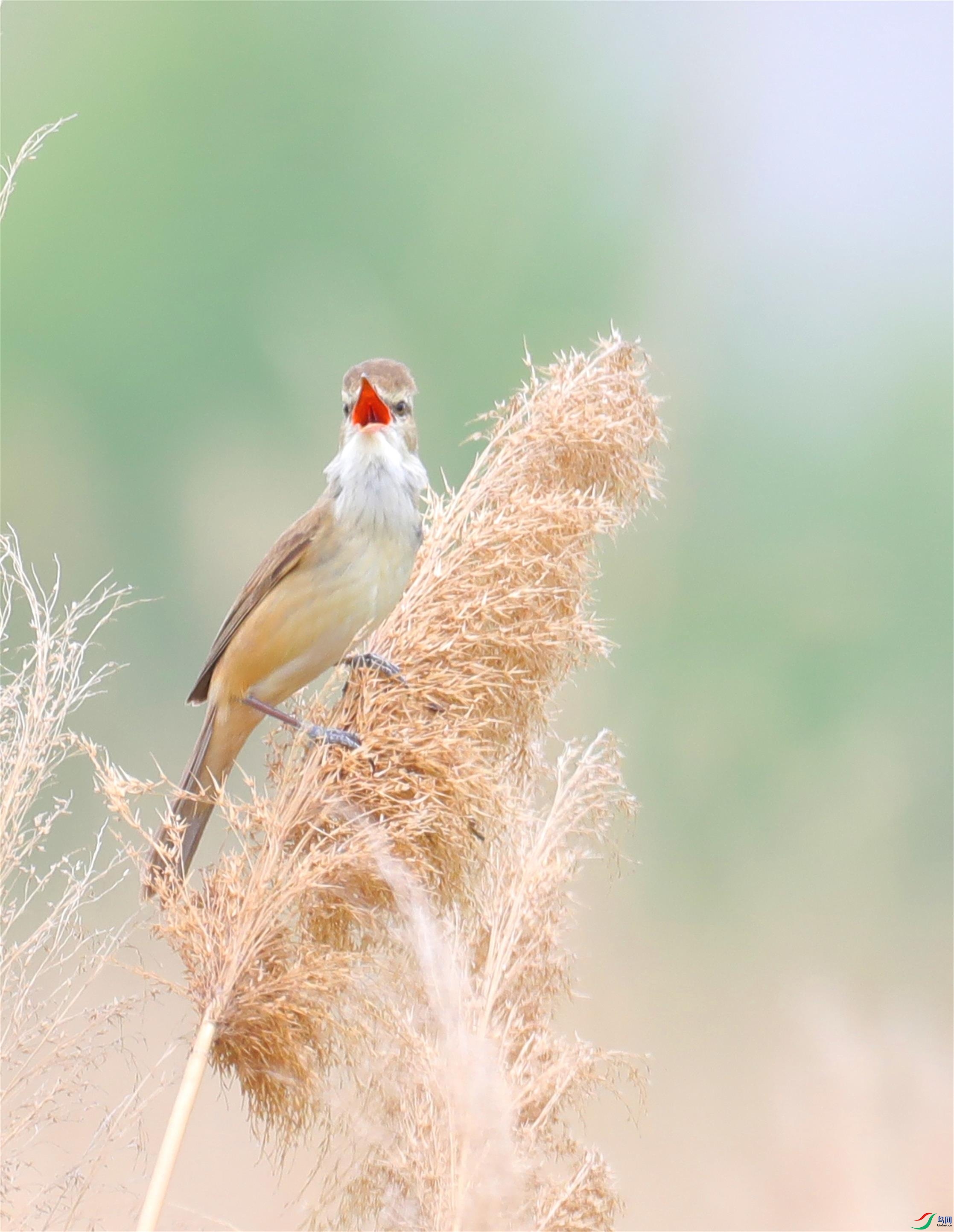 ������έݺ