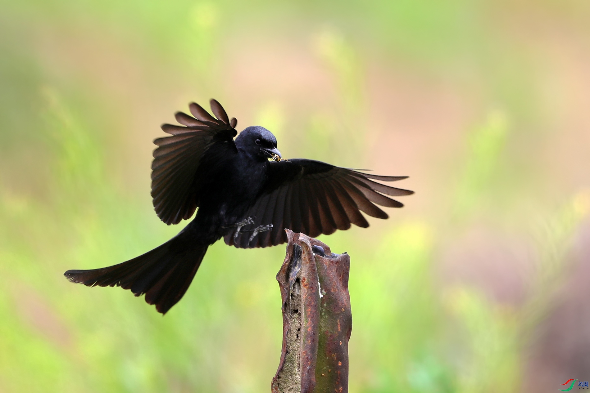 黑色长尾巴的鸟图片