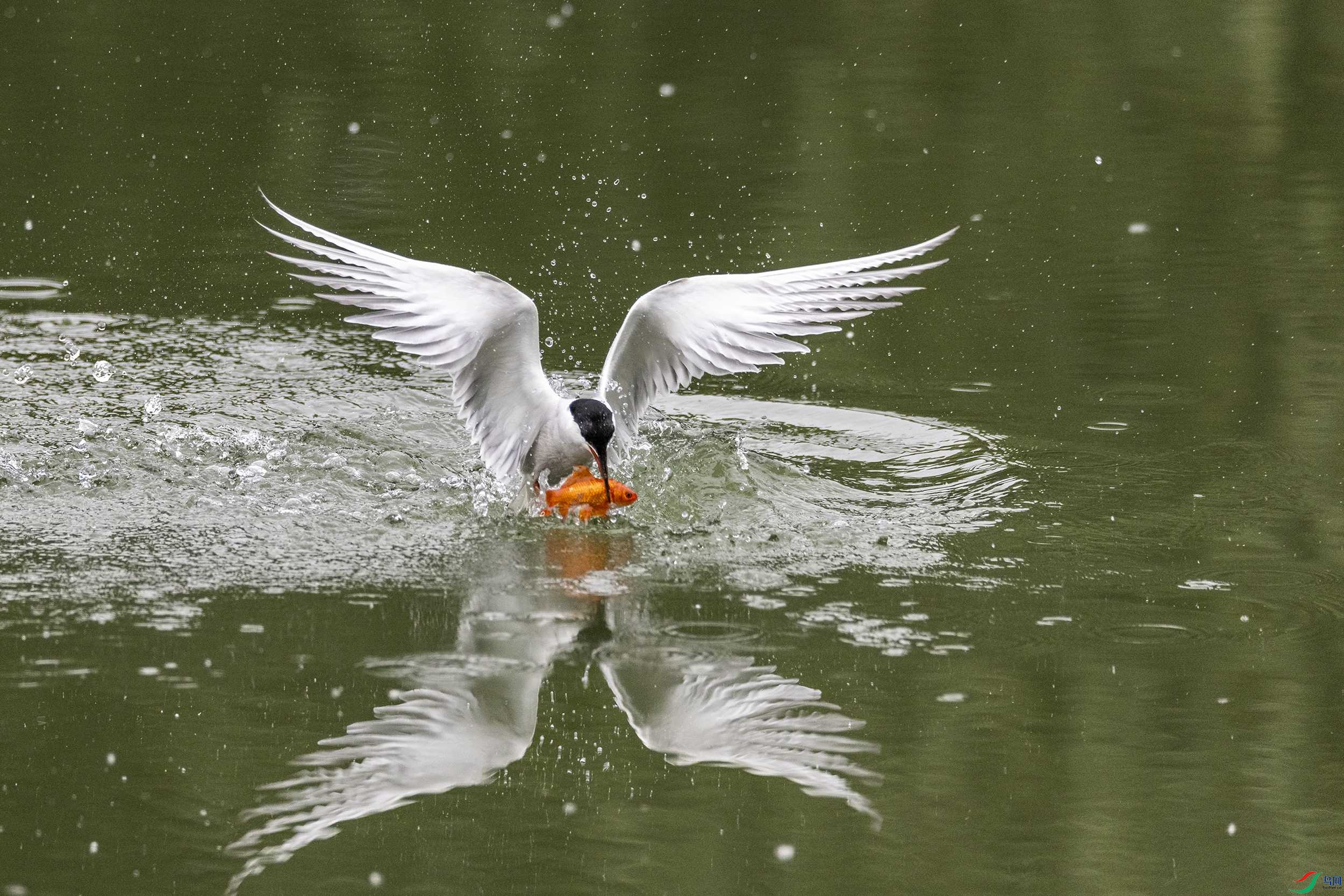 278A0981 ����.jpg