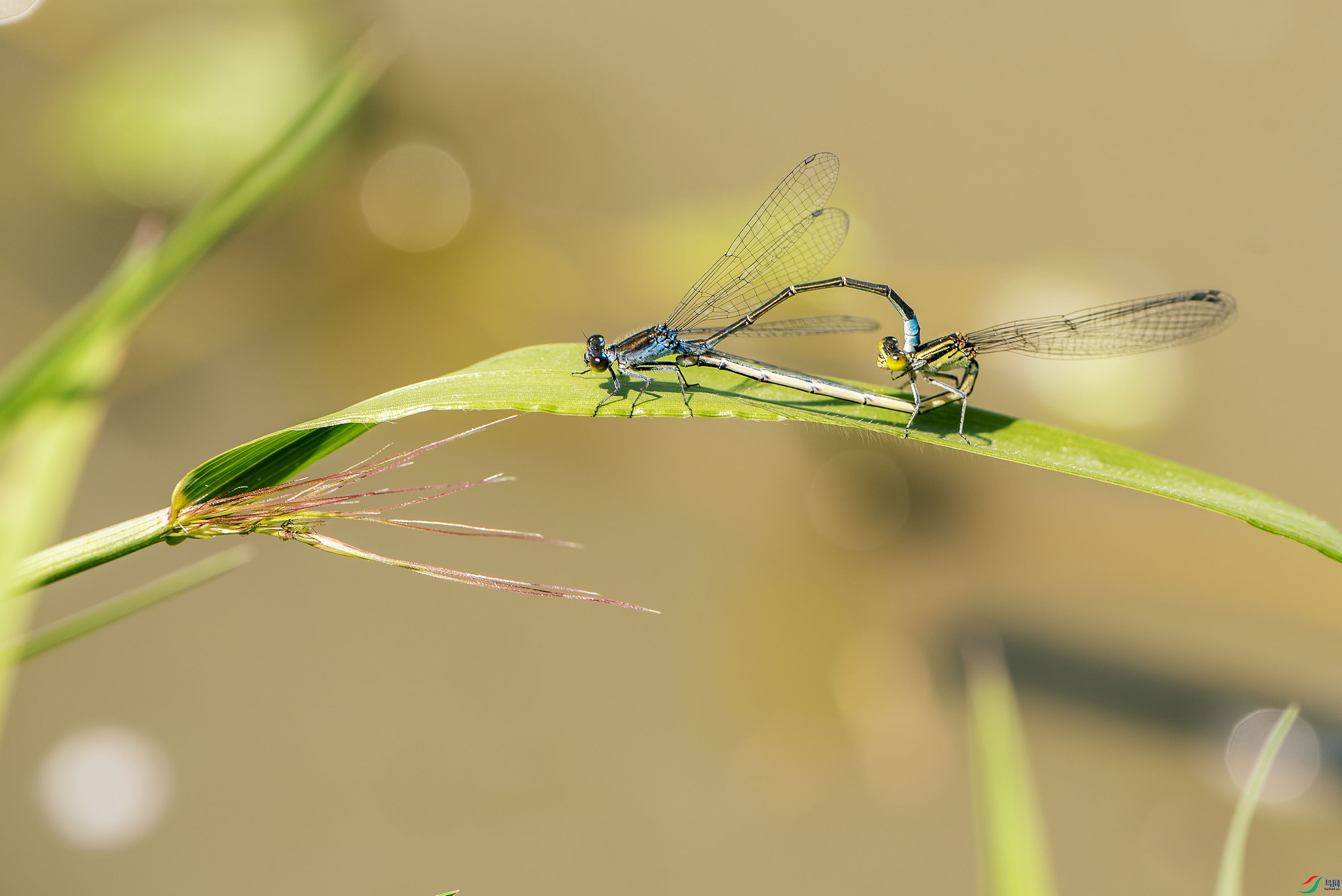 DSC_9324.jpg