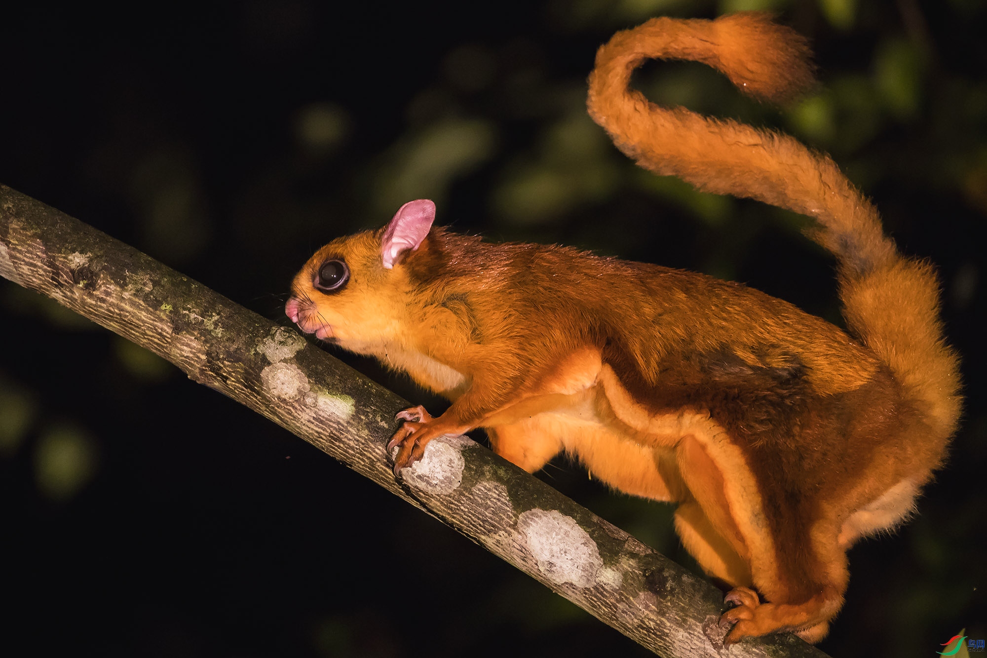 [哺乳] 会飞的鼠-------贺荣获首页精华!