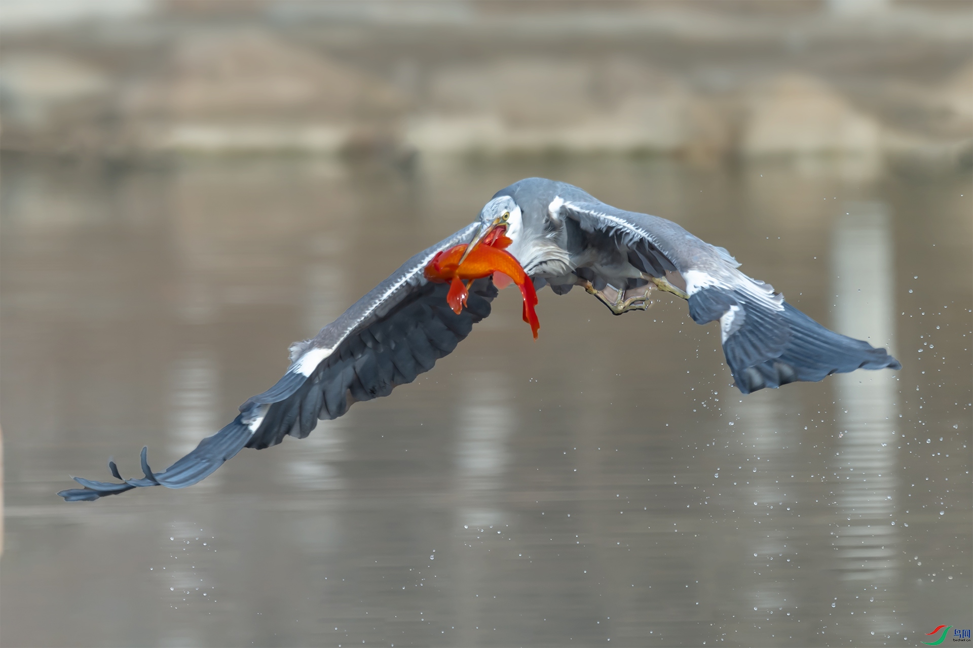 ����׽����