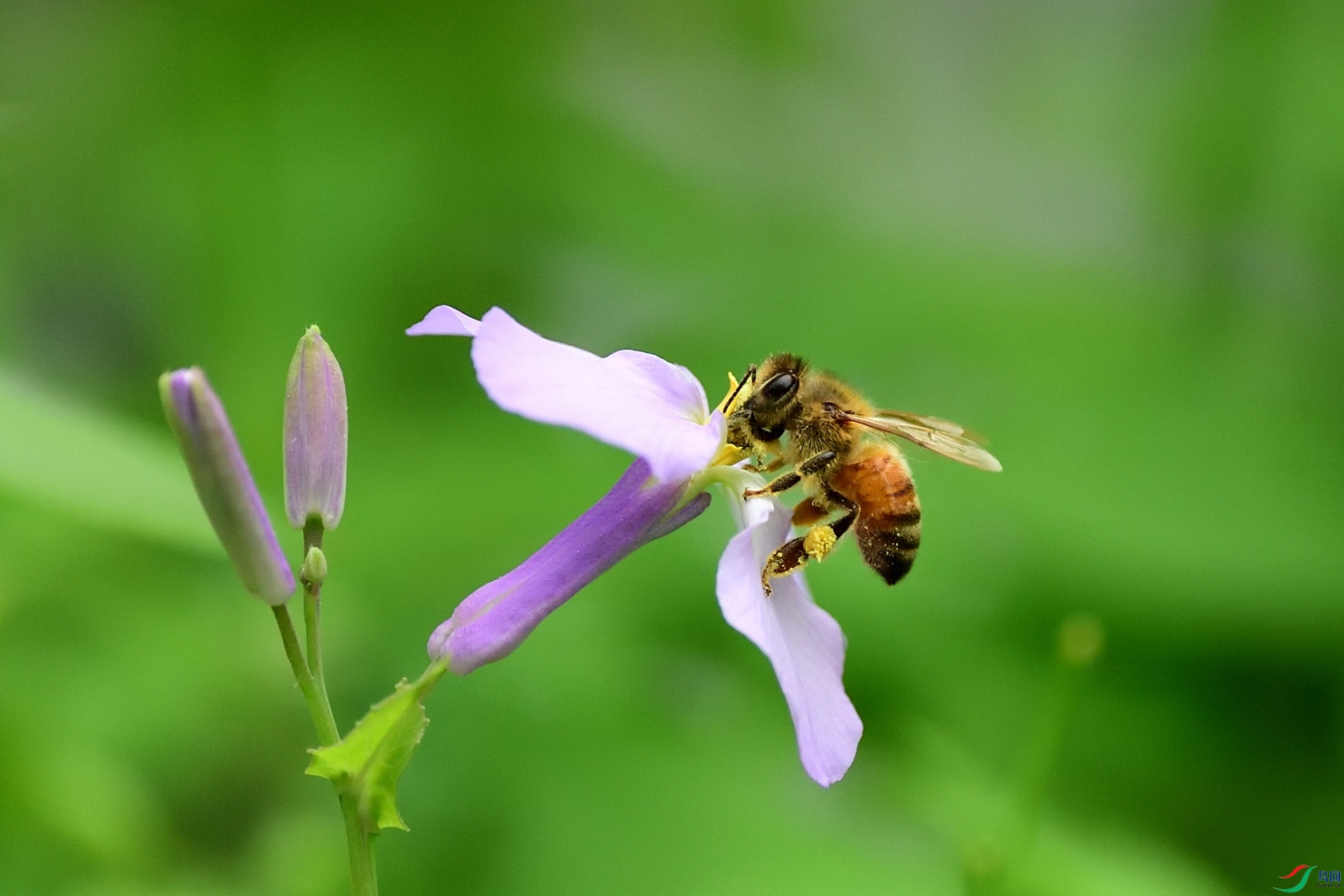 初夏的蜜蜂
