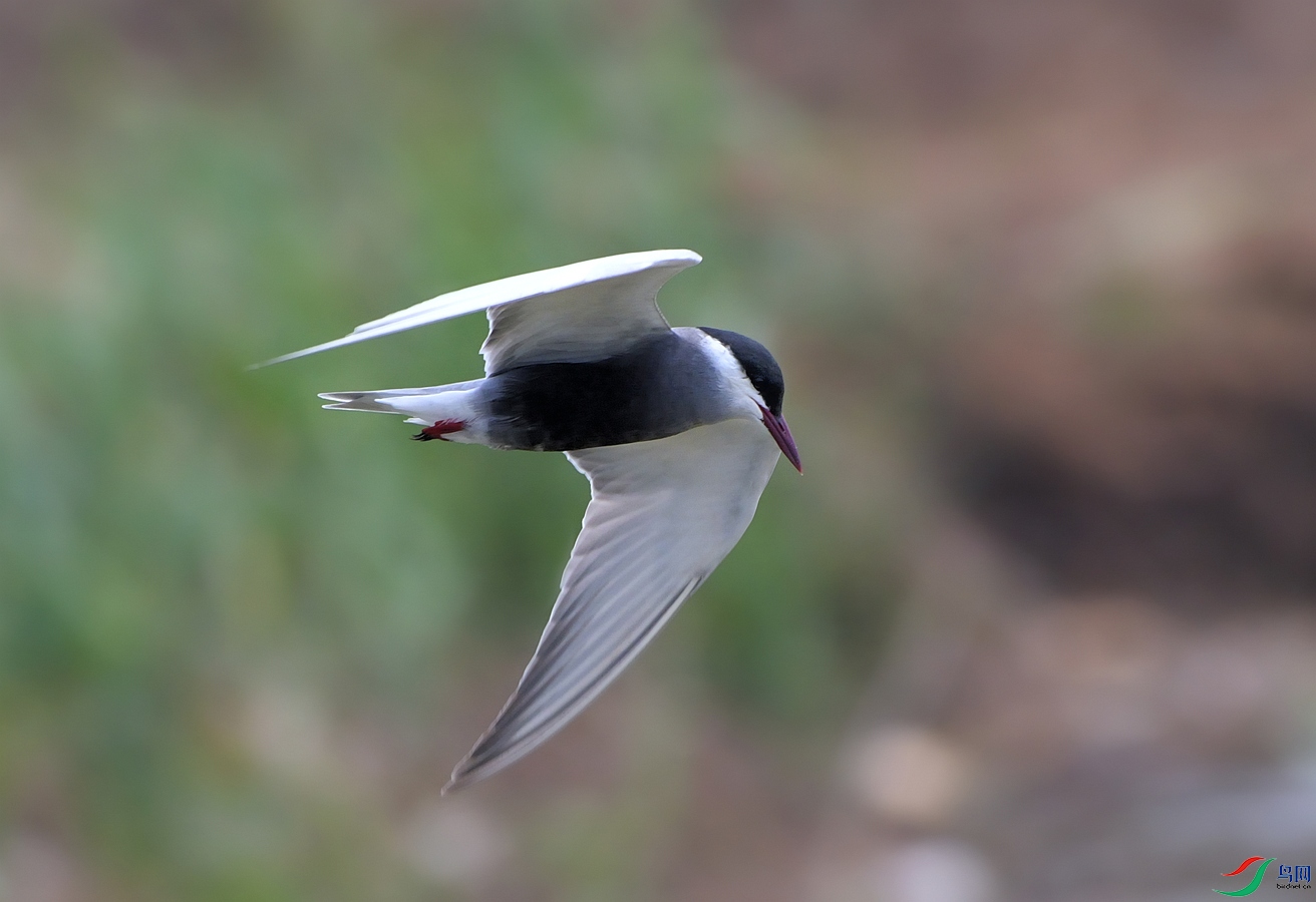 DSC_1771.jpg