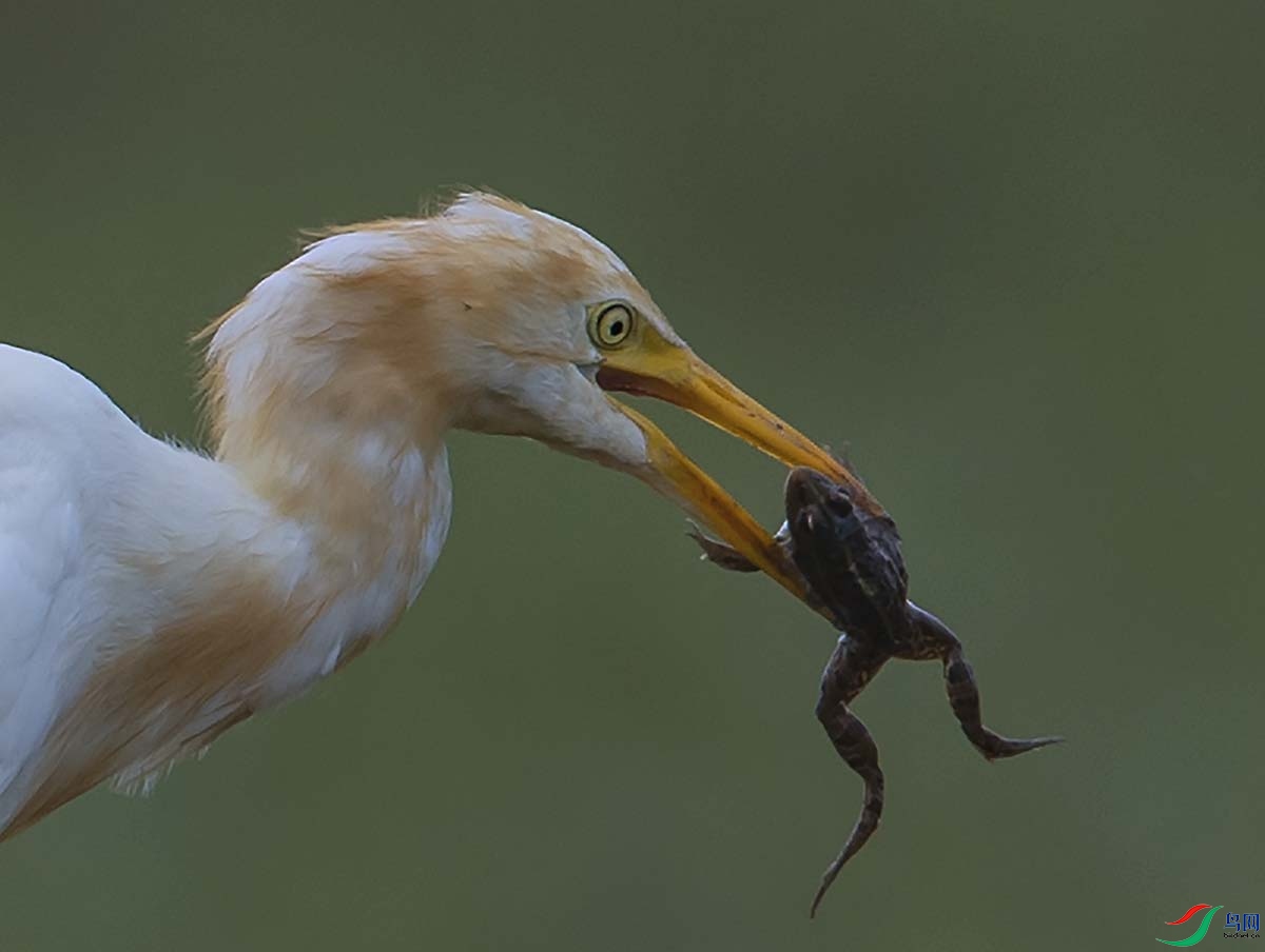 _DSC2431- - ����.jpg