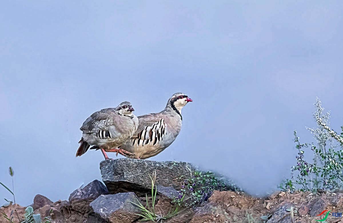 _DSC3988.jpg- - ����.jpg