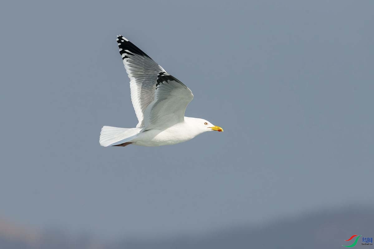 _DSC2679- - ����.jpg