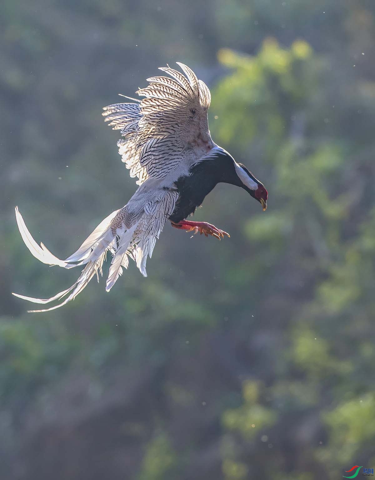 _DSC2603-.jpg-1 - ����.jpg