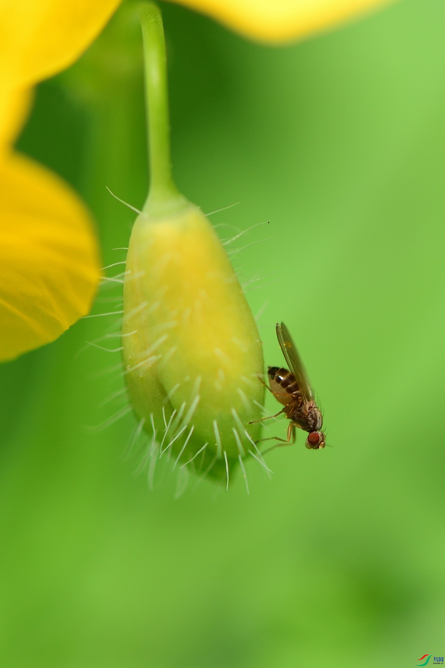 蝇子有时也好看