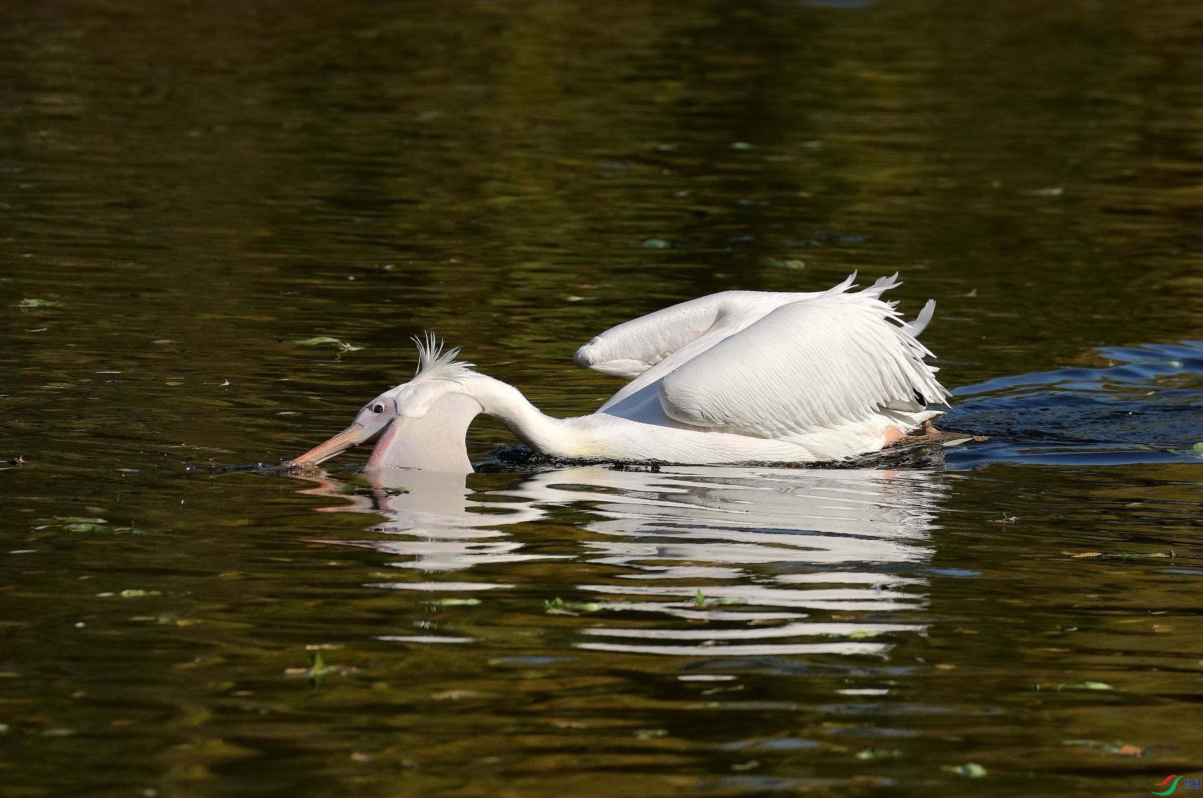 水中觅食的白鹈鹕
