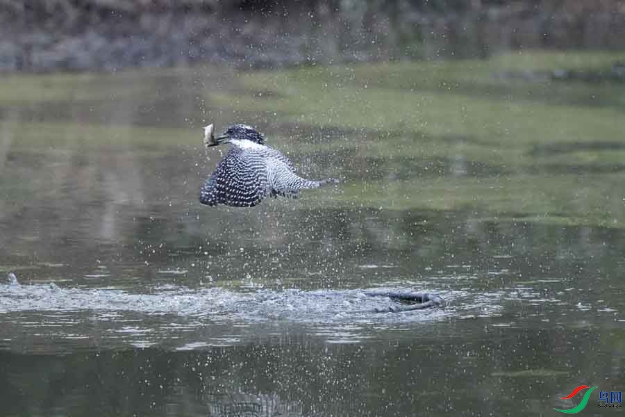 20180224-DSC00978-24 - ����.JPG