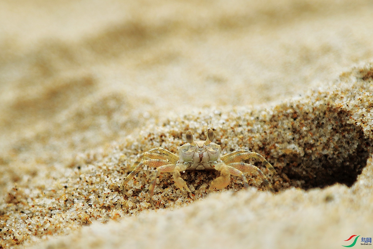 哪些沙蟹有毒图片