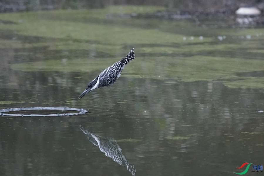 20180224-DSC00963-9 - ����.JPG