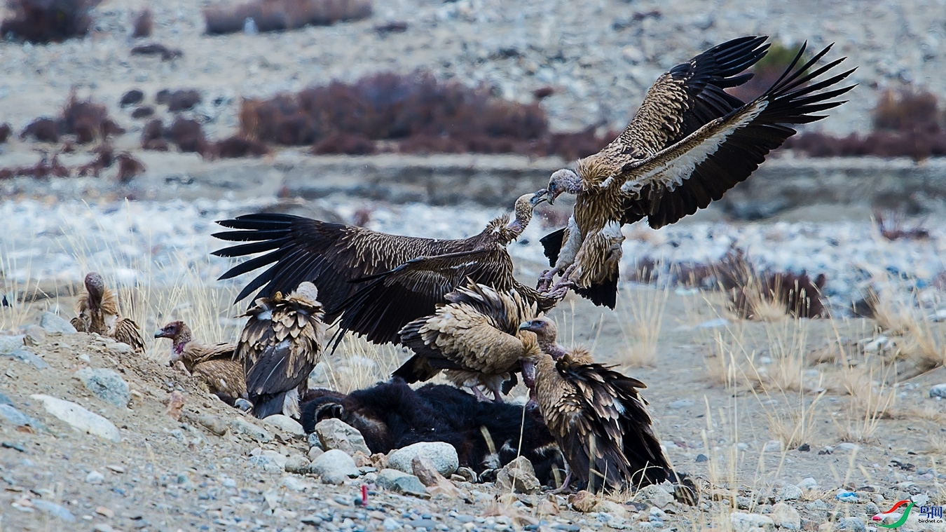 XCG_3447 - ����.jpg