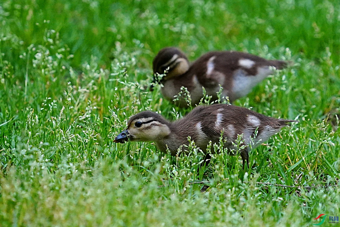 草坪上觅食的鸳鸯一家