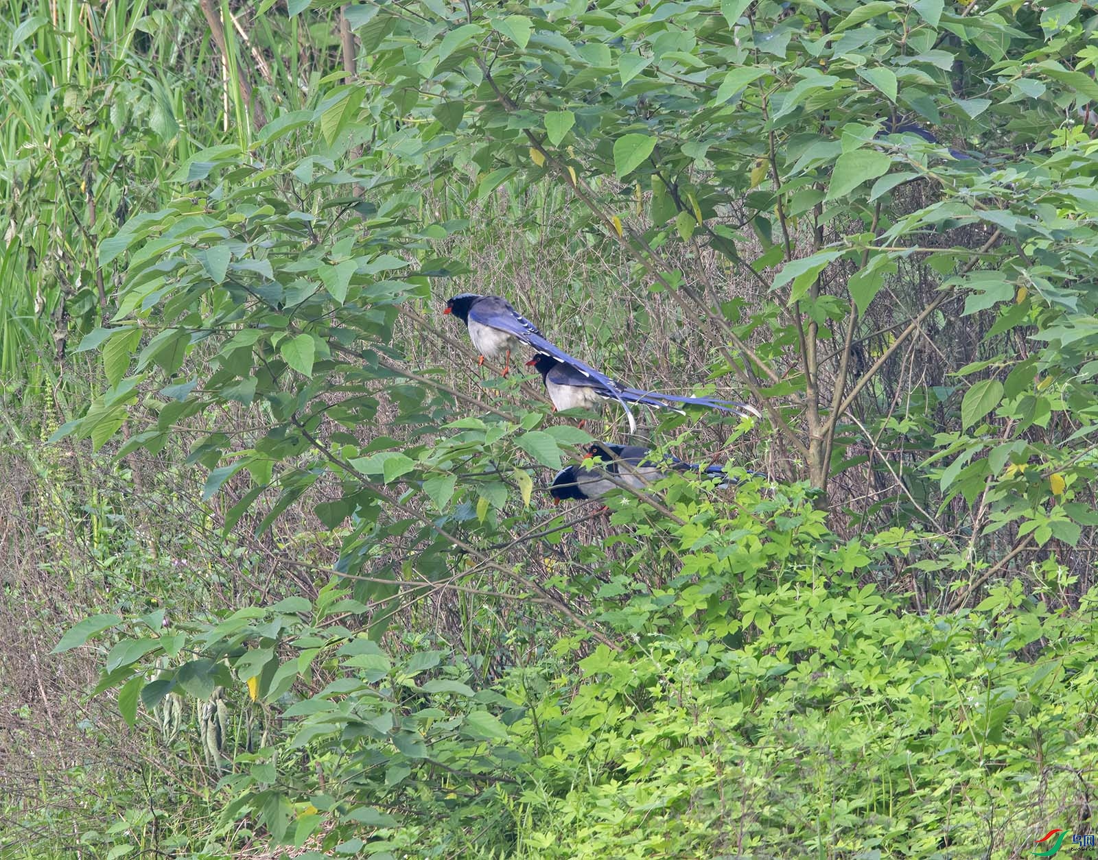 DSC_9984.jpg
