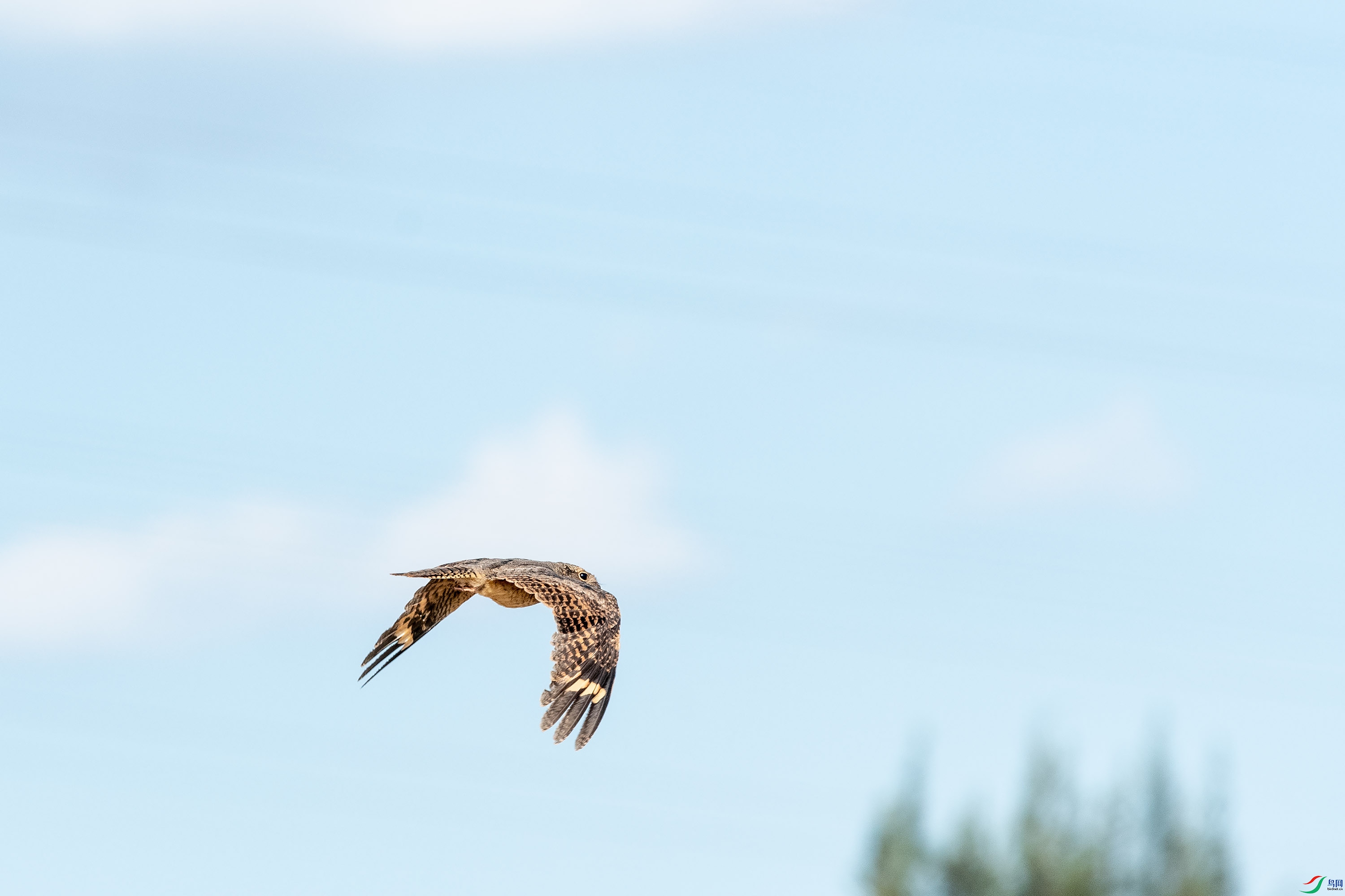_DSC8565.jpg