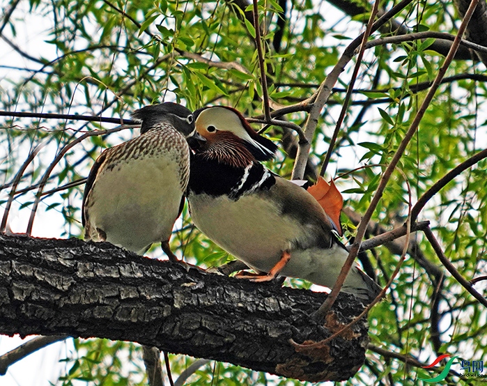 鸳鸯树上秀恩爱