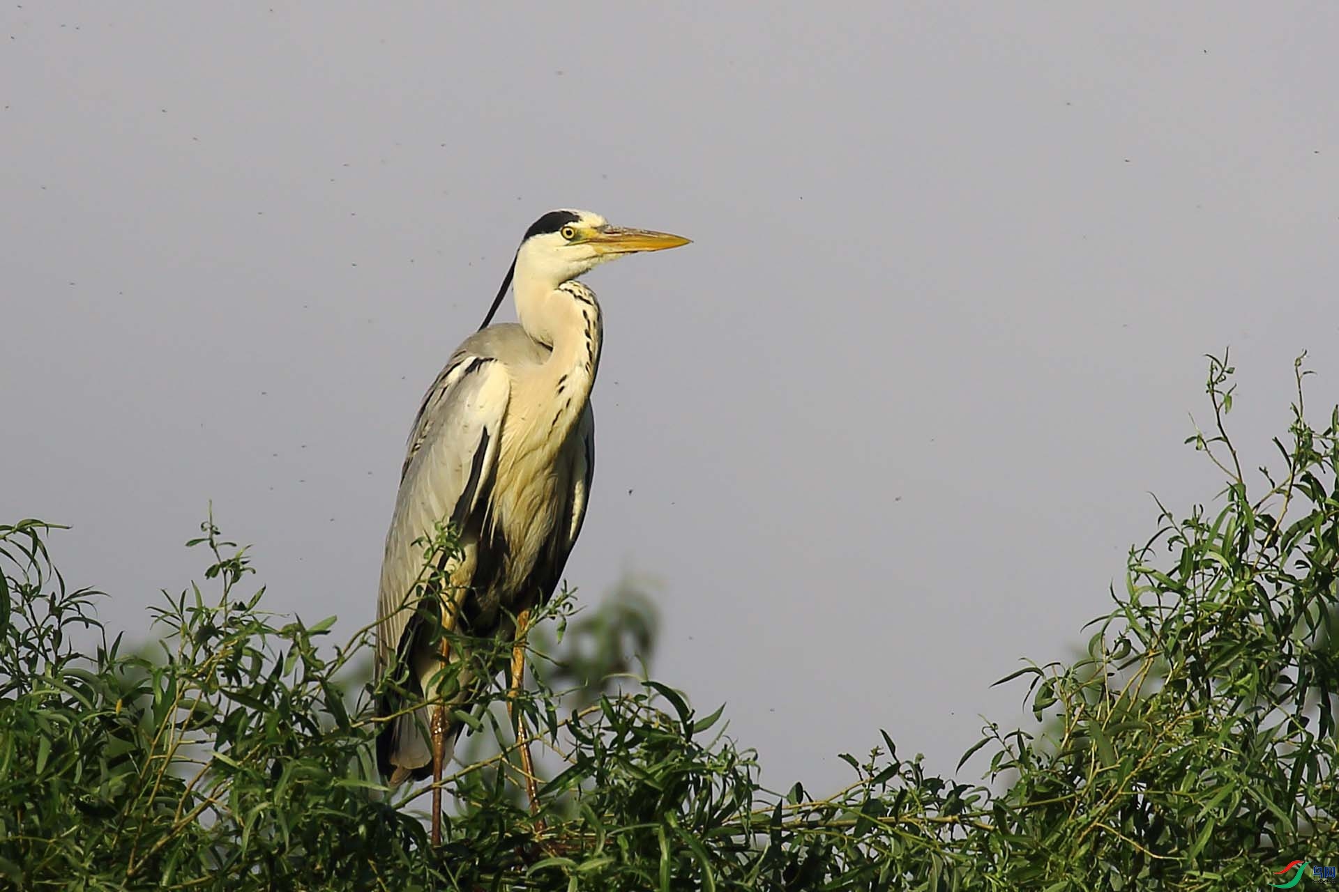 1IMG_0061.JPG