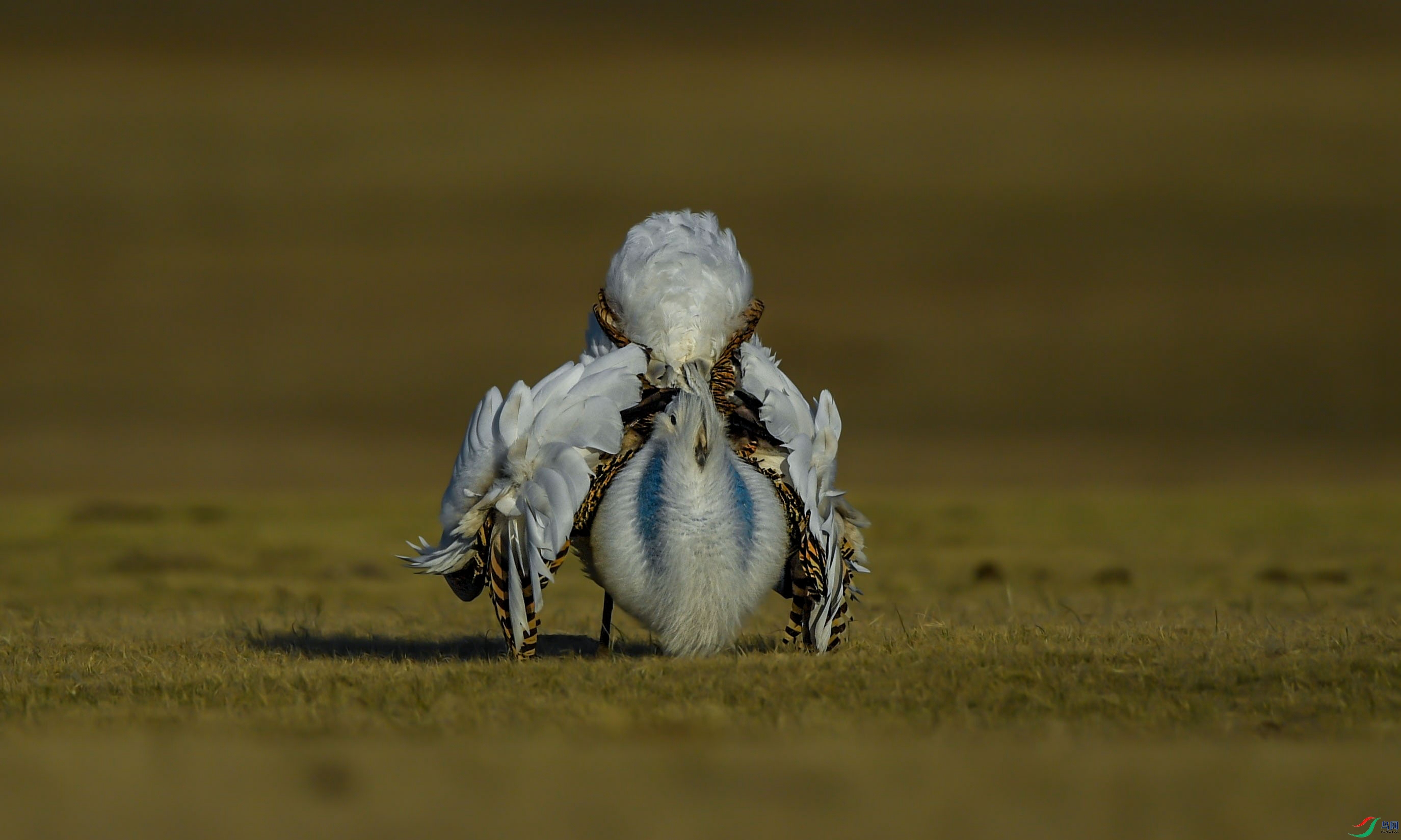 发情求偶的大鸨