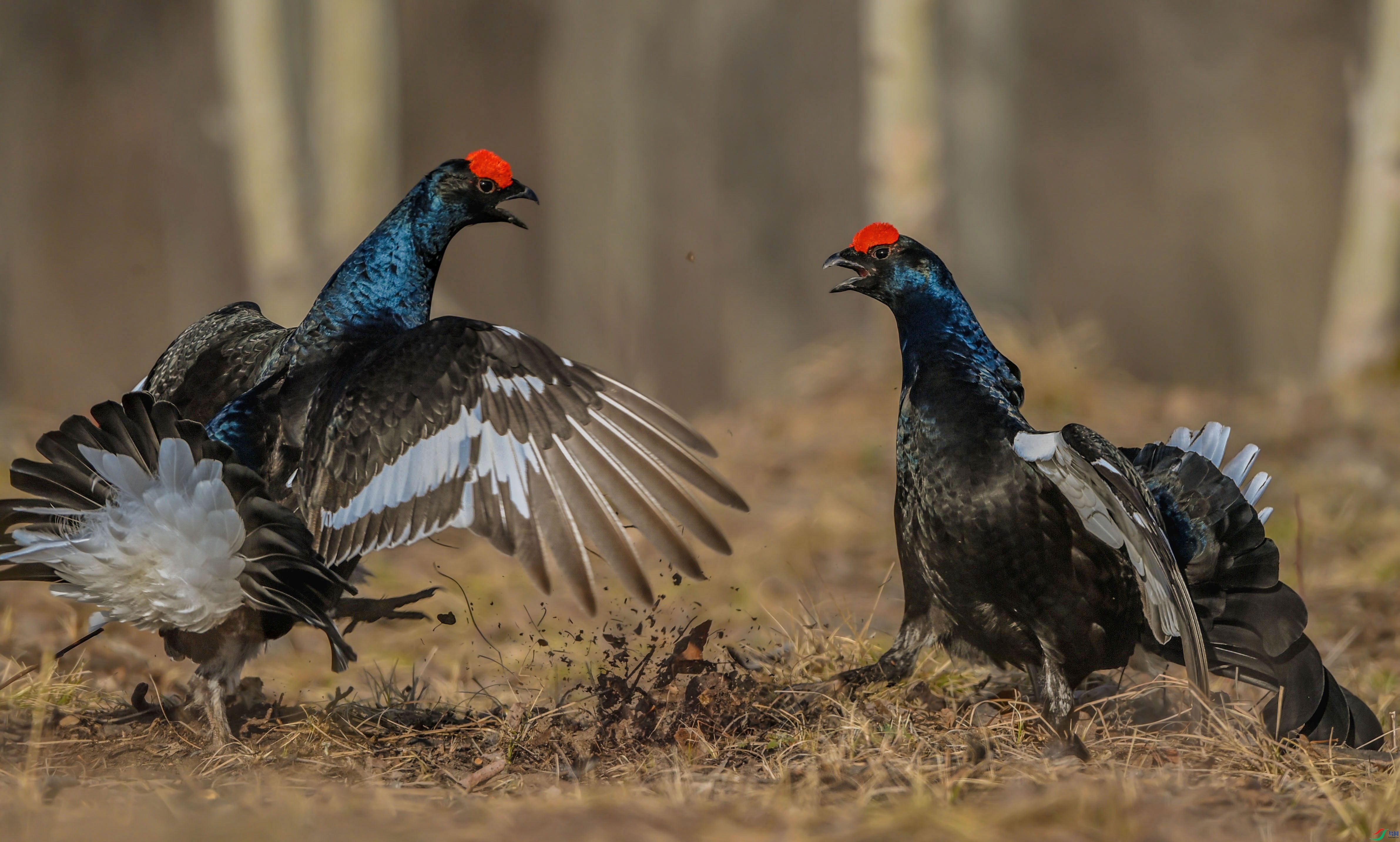 为爱而战的黑琴鸡