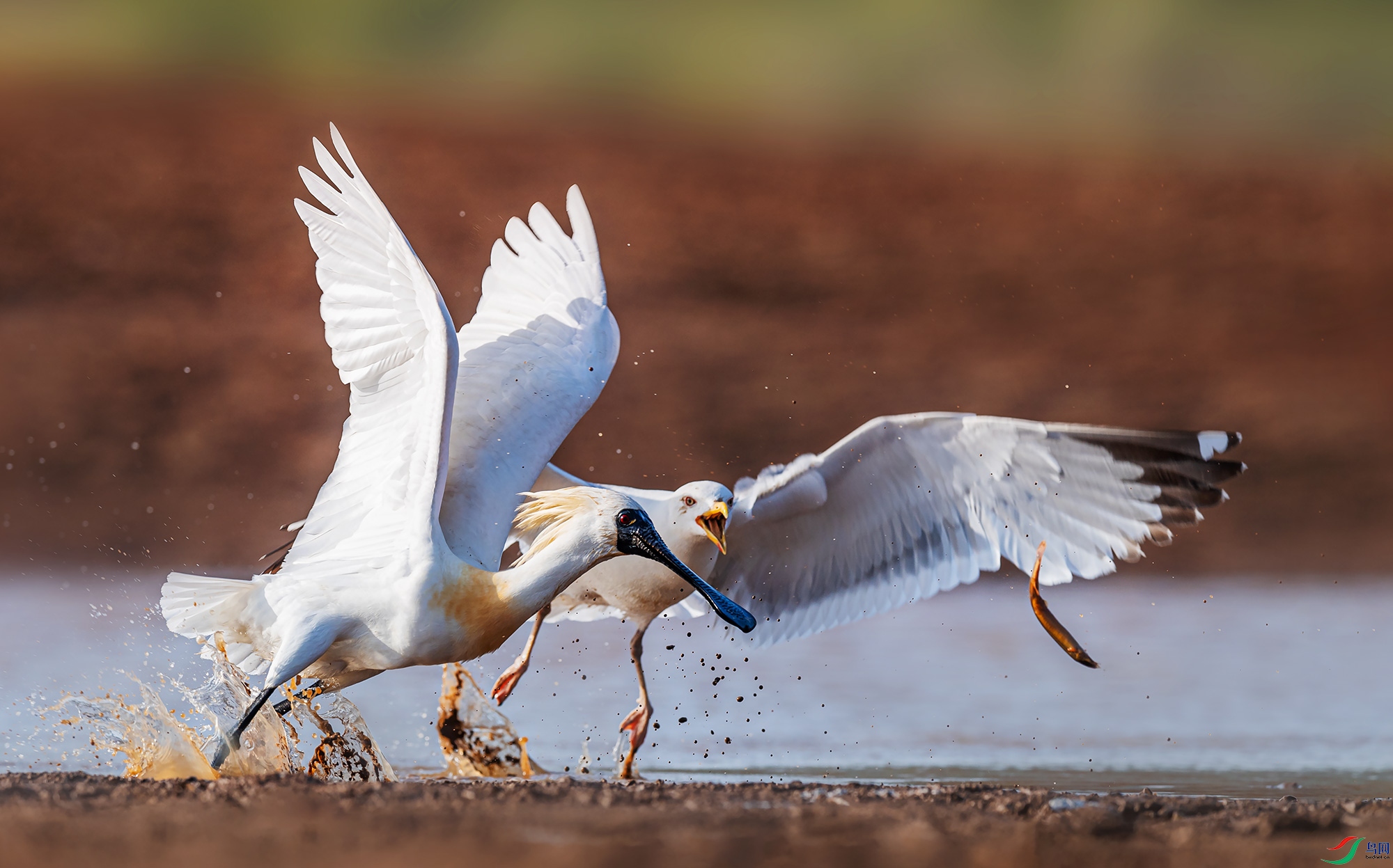 ���������뺣Ÿ