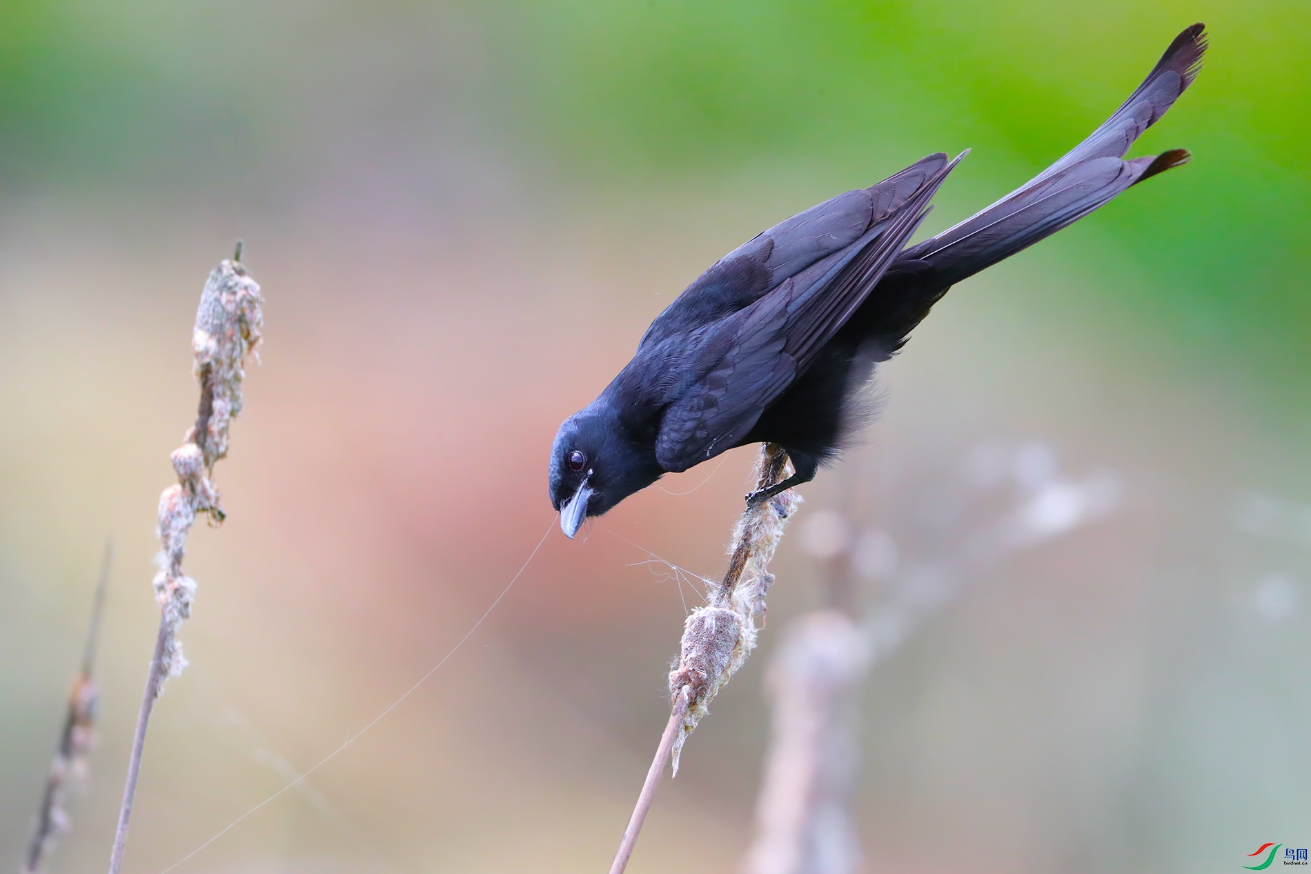 [林鸟] 黑卷尾------穿针引线