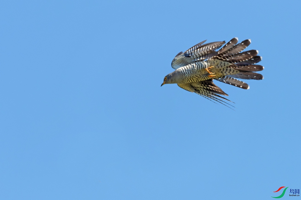 DSC_4251a.jpg