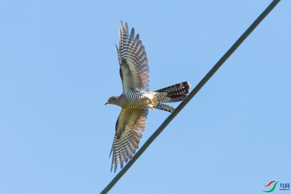 DSC_4250a.jpg