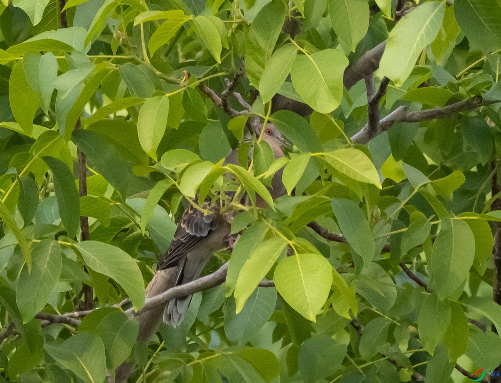 �㿴���������