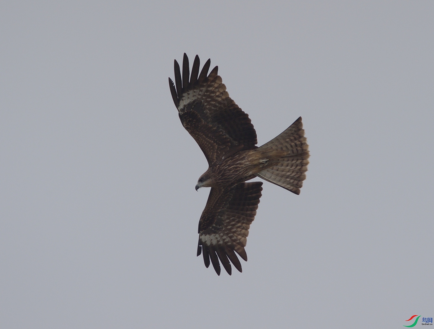 D4S_8513.jpg