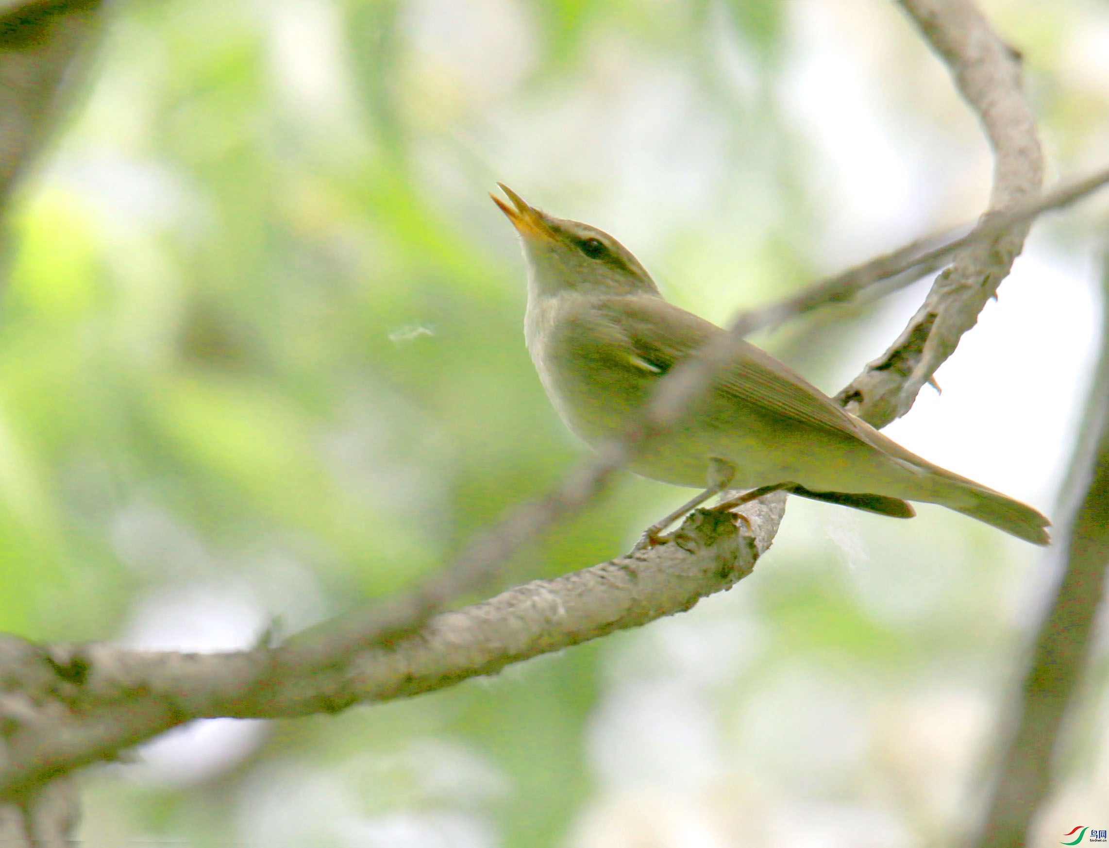 树莺