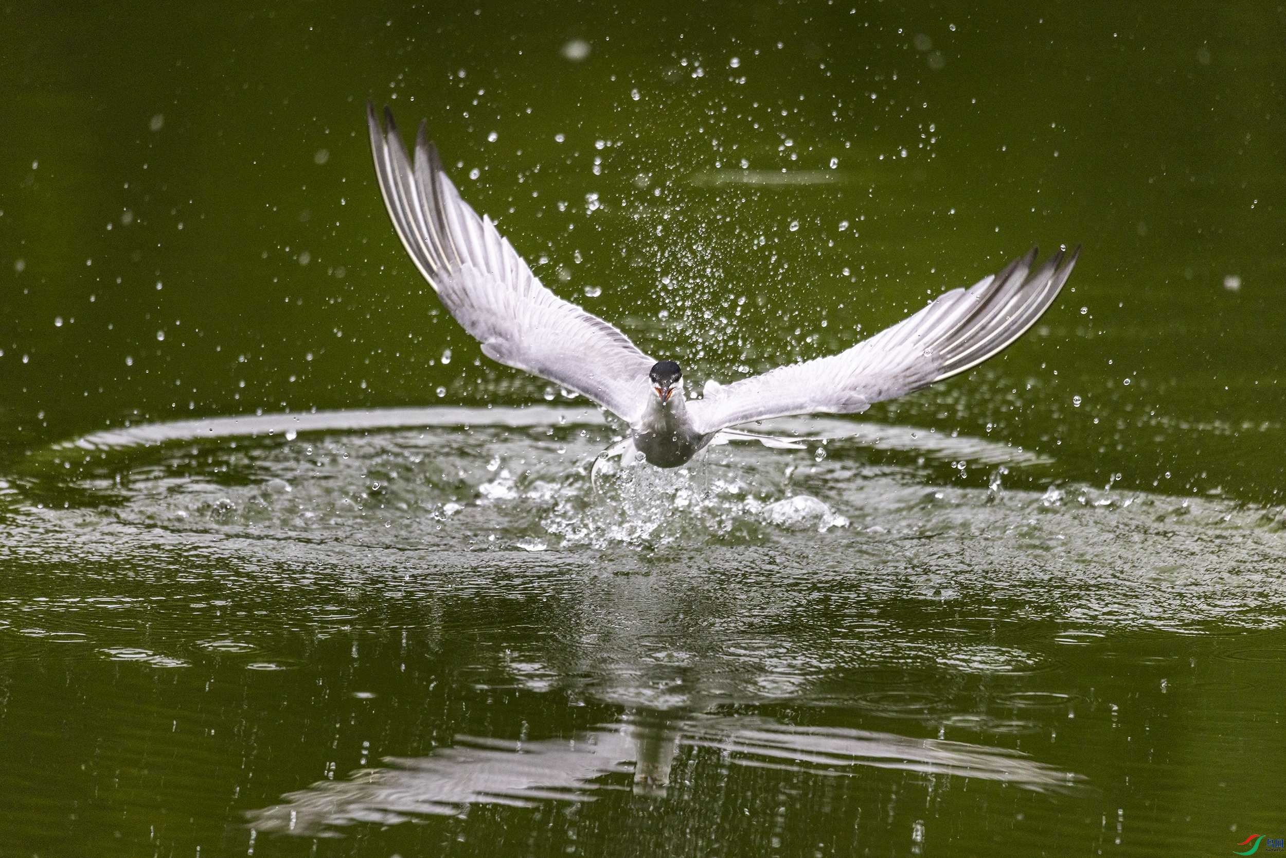 278A0965 ����.jpg