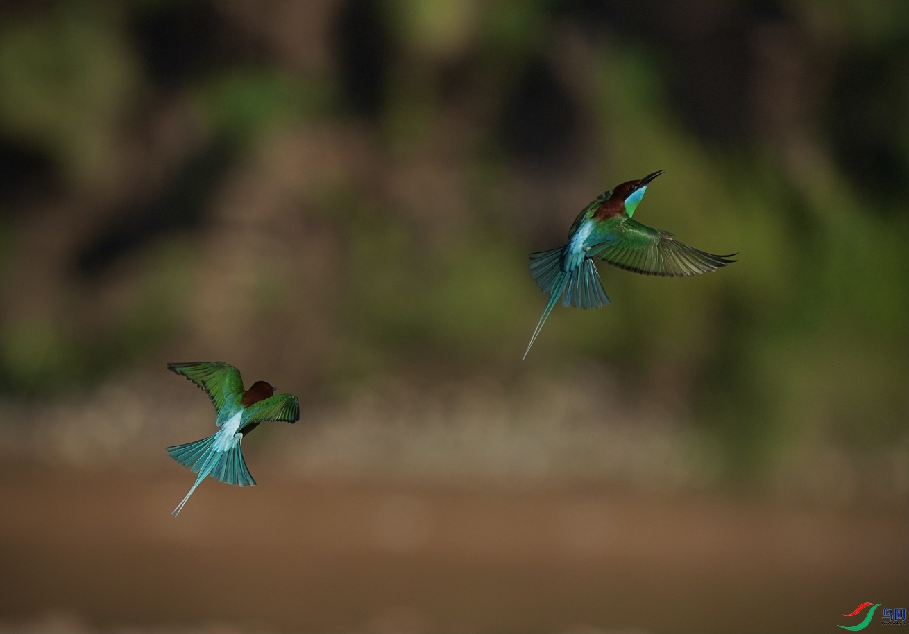 ����˫��