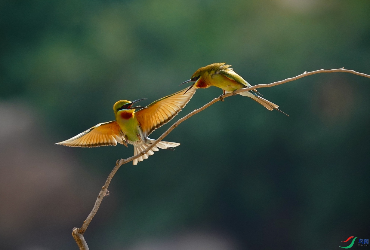 һɽ���ݶ���