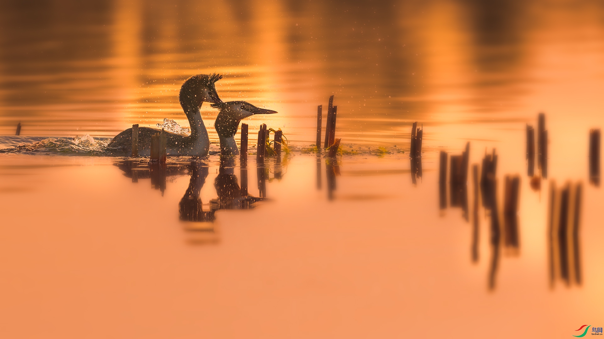 _C0R1550-1.jpg
