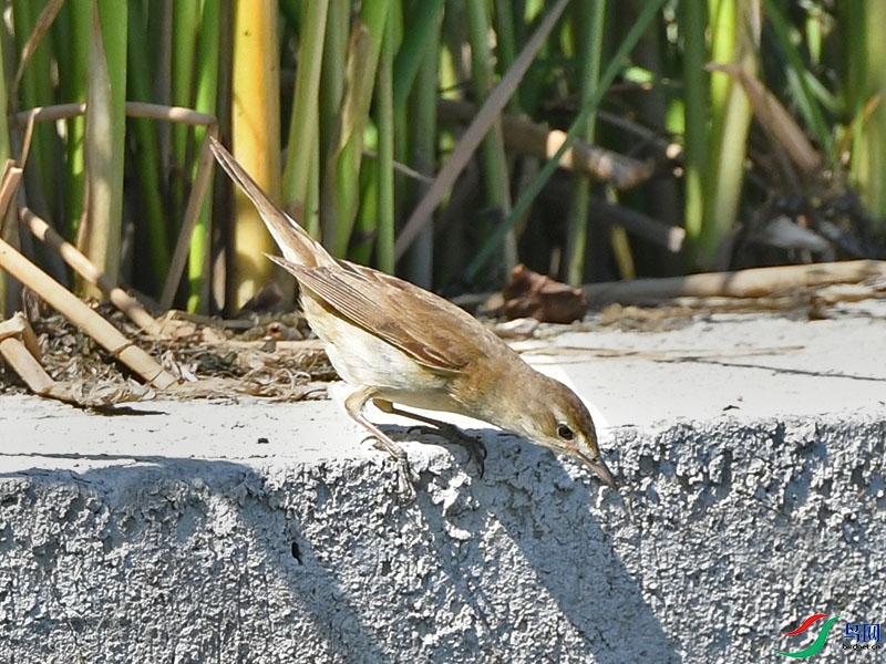 DSC_7498.JPG
