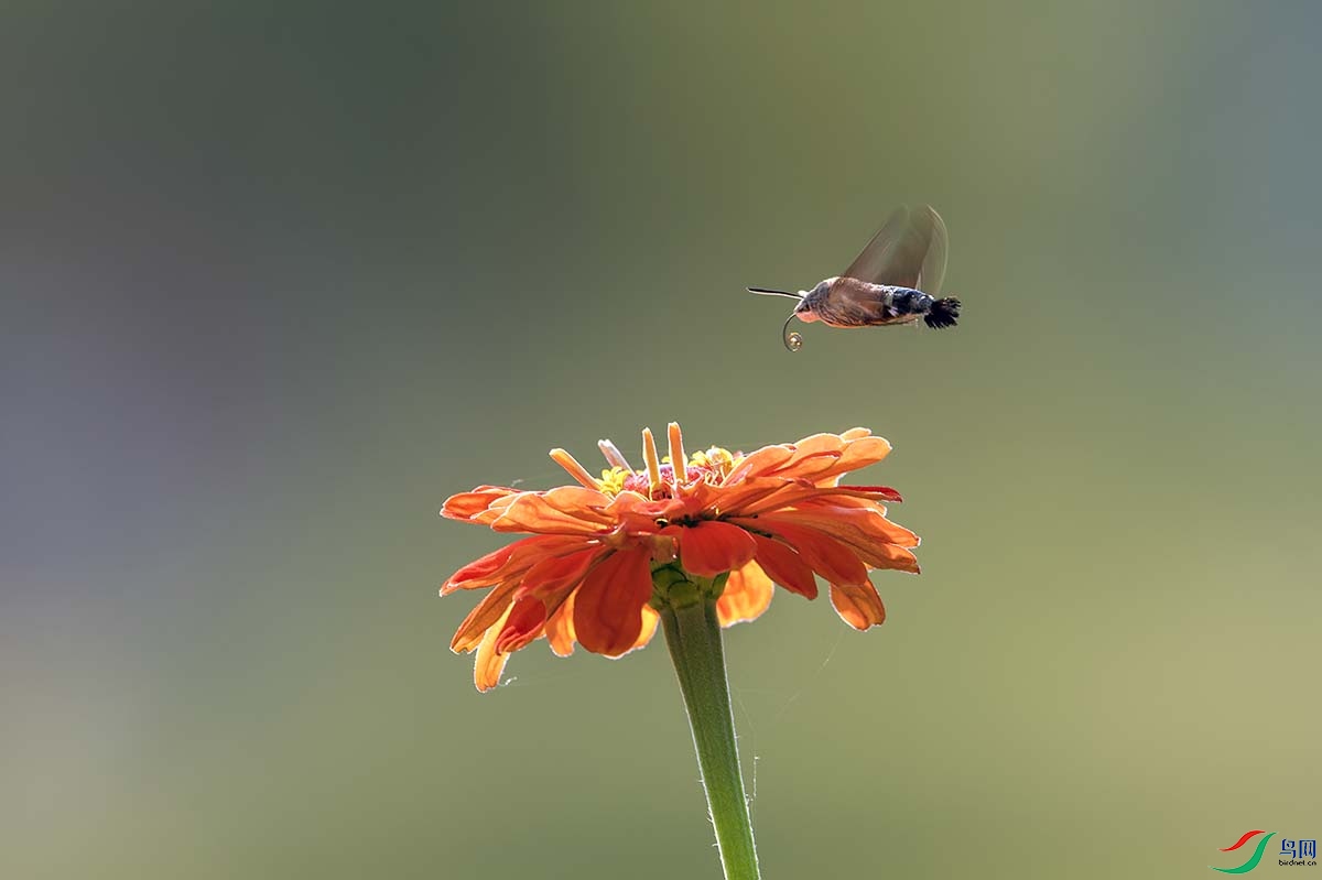 _DSC0536- - ���� - ����.jpg