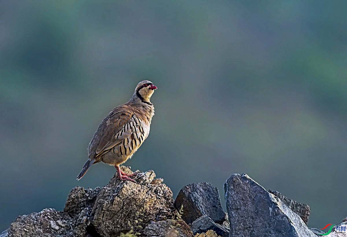 _DSC0108.jpg- - ����.jpg