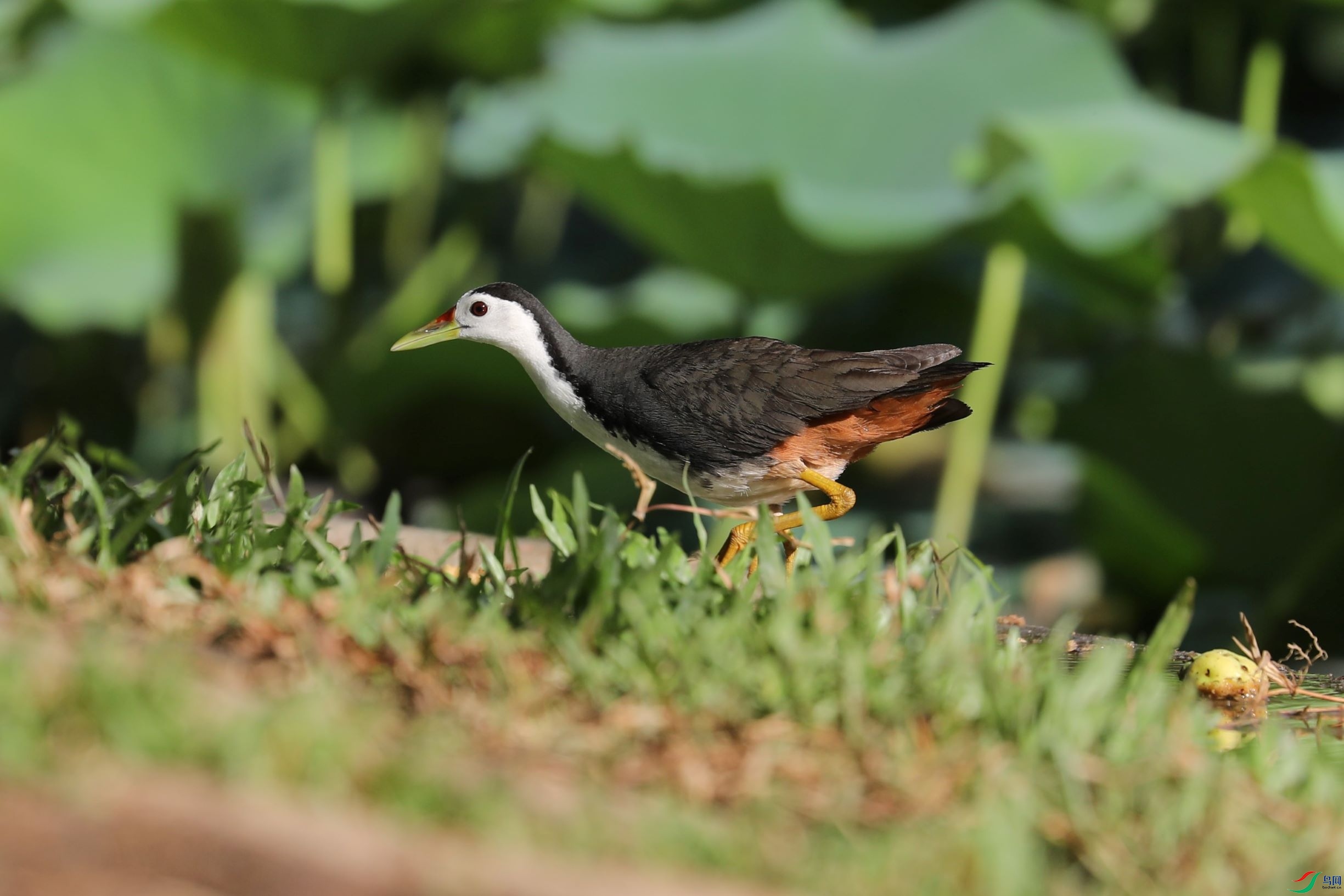 白胸苦惡鳥