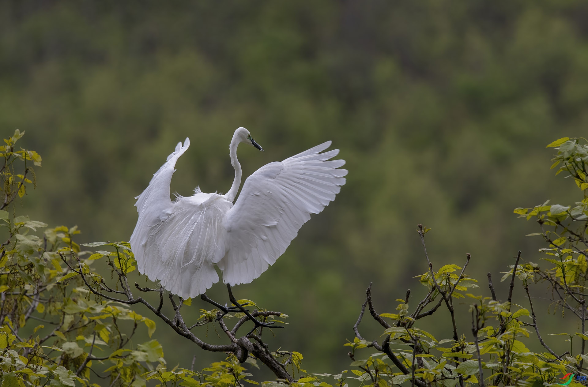 DSC_7712-DeNoiseAI-denoise.jpg