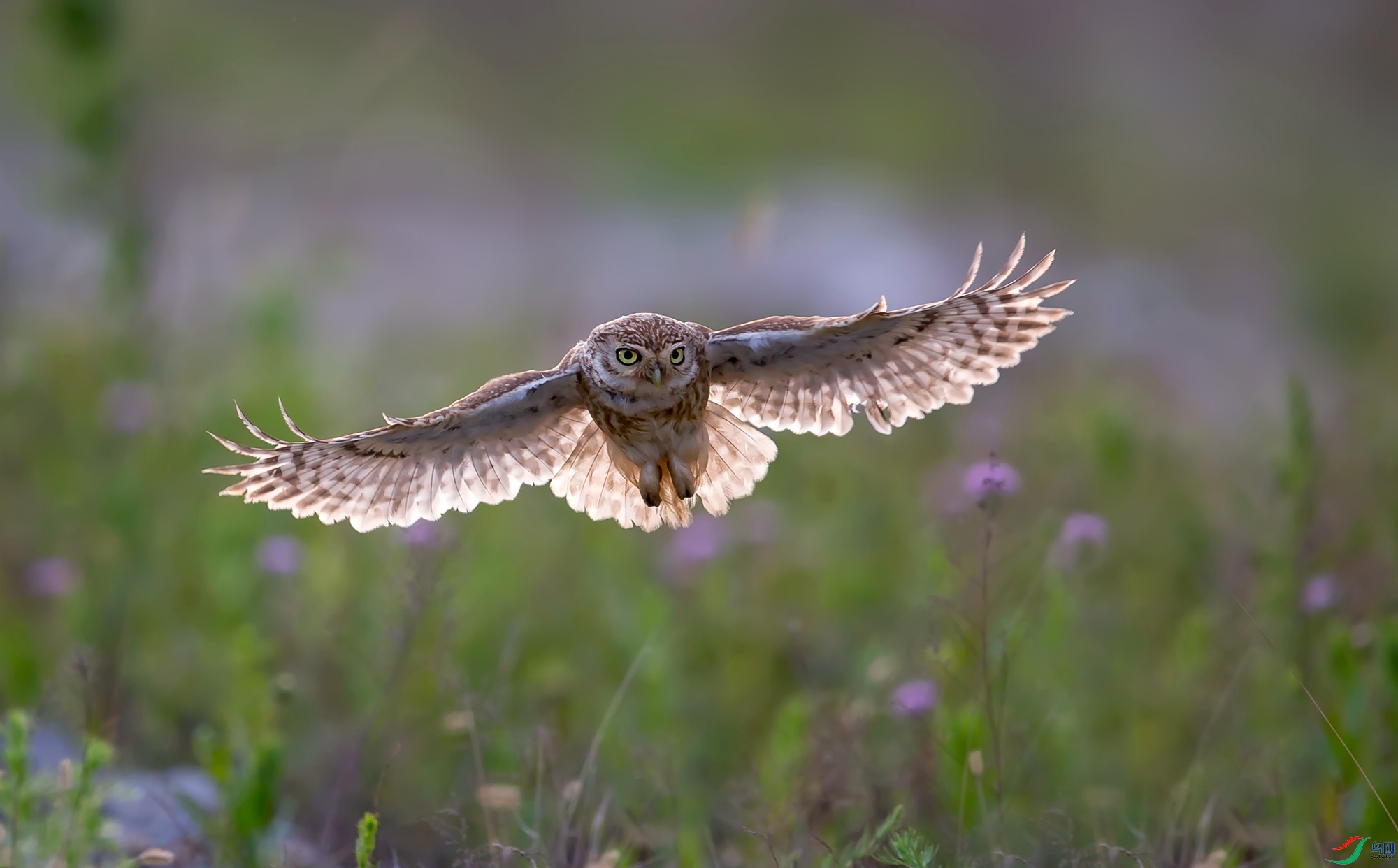 ���Ƹ�С�^