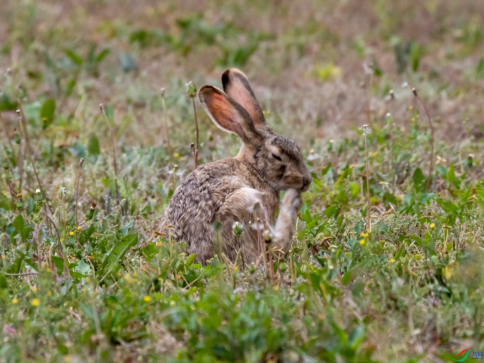 ��������Ұ��