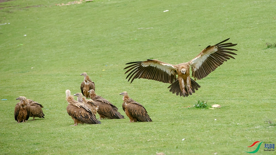 6DSC_6235_DxOa.jpg