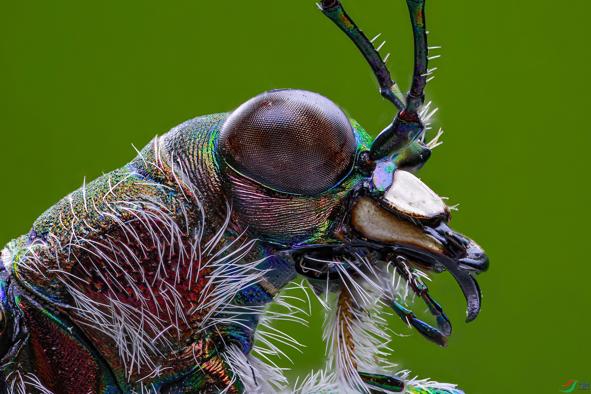 芽斑虎甲贺获首页精华