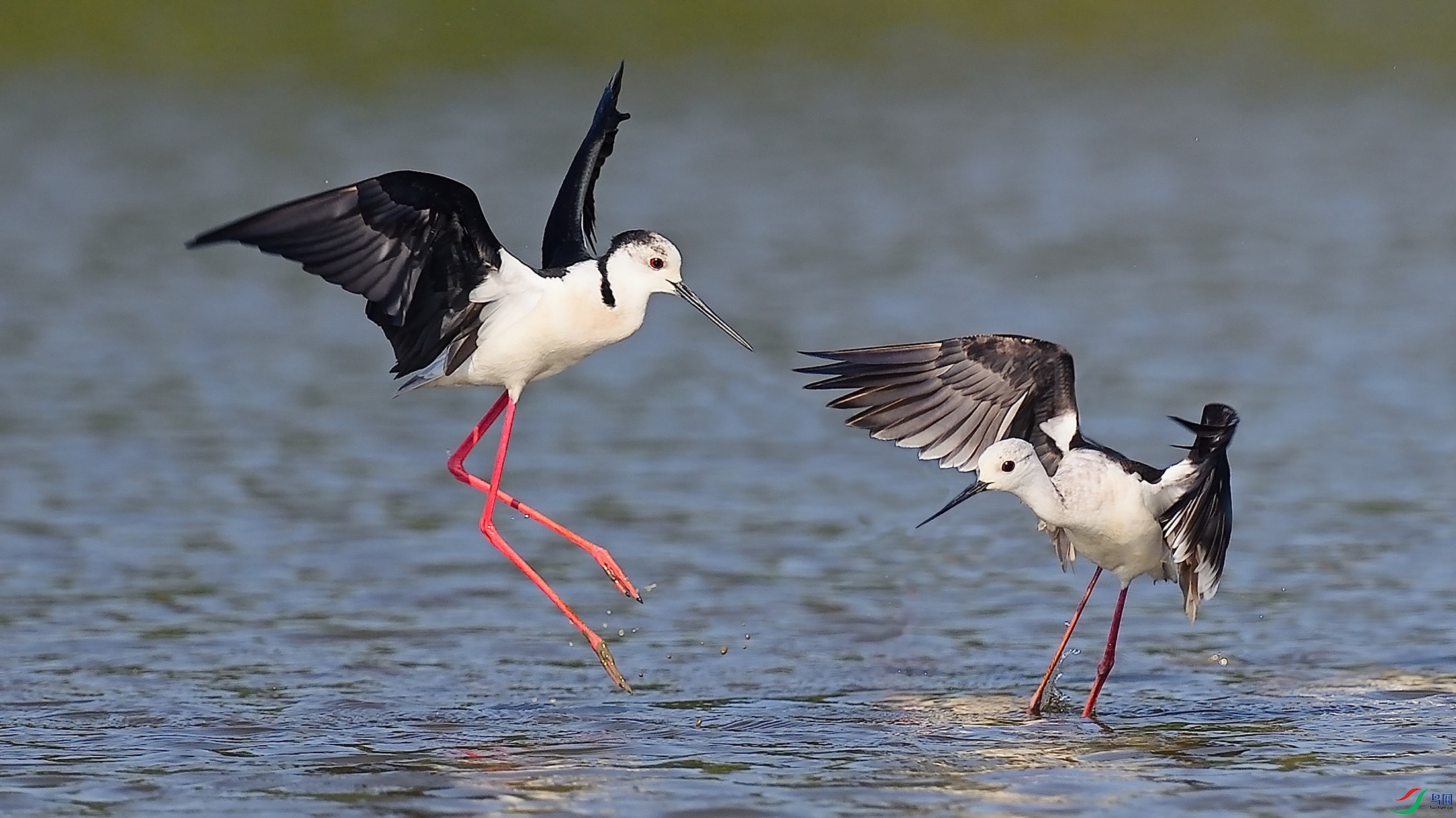 �磬����ǳ�ոպ�...