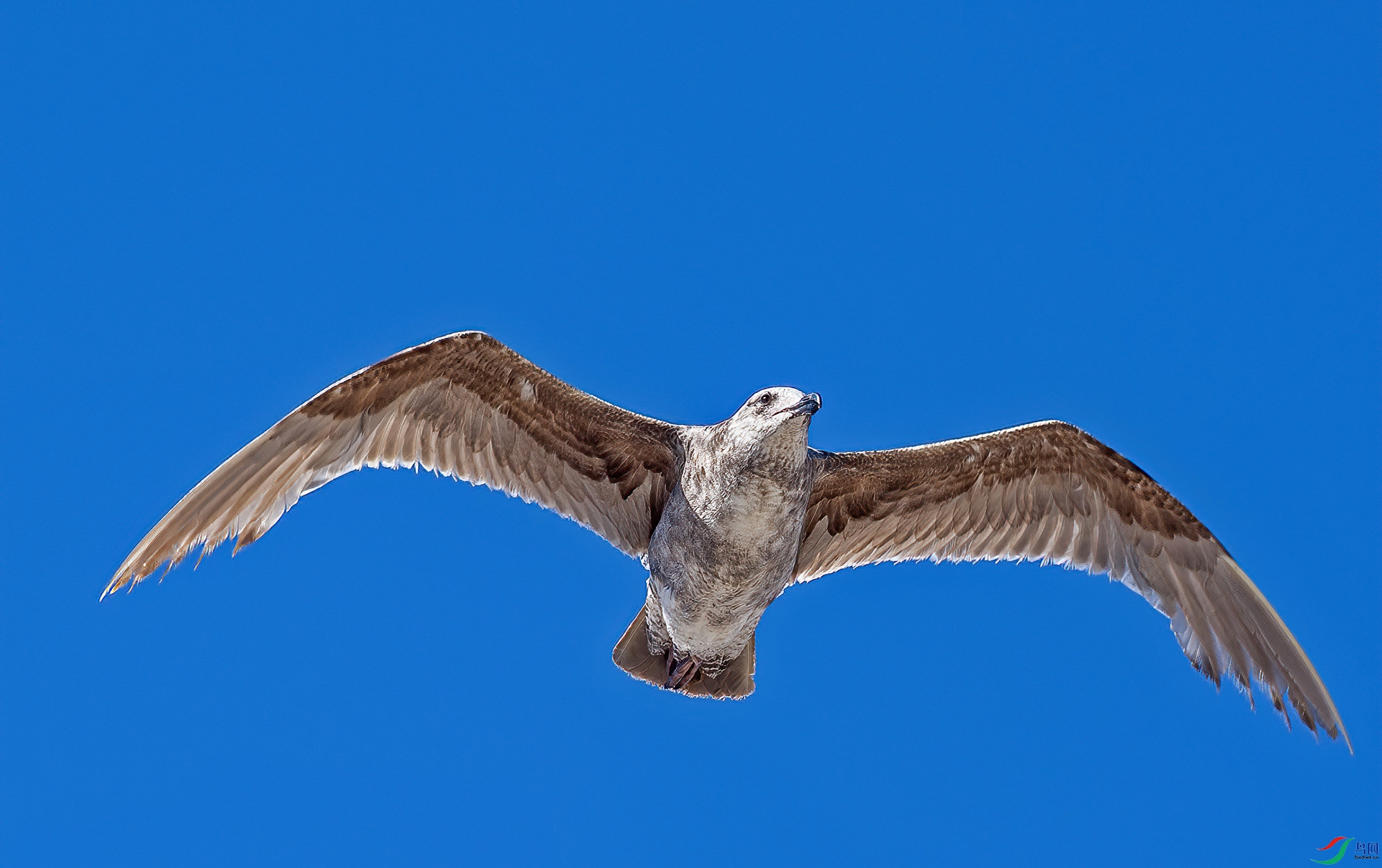 DSC_6242.jpg