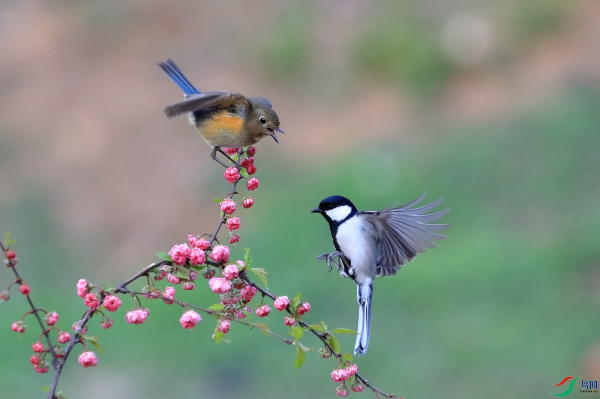 ��в��β�ʹ�ɽȸ