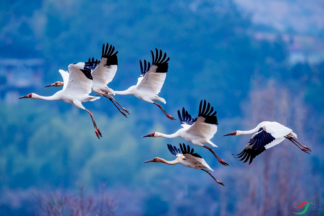 (祝贺荣获首页鸟类精华)