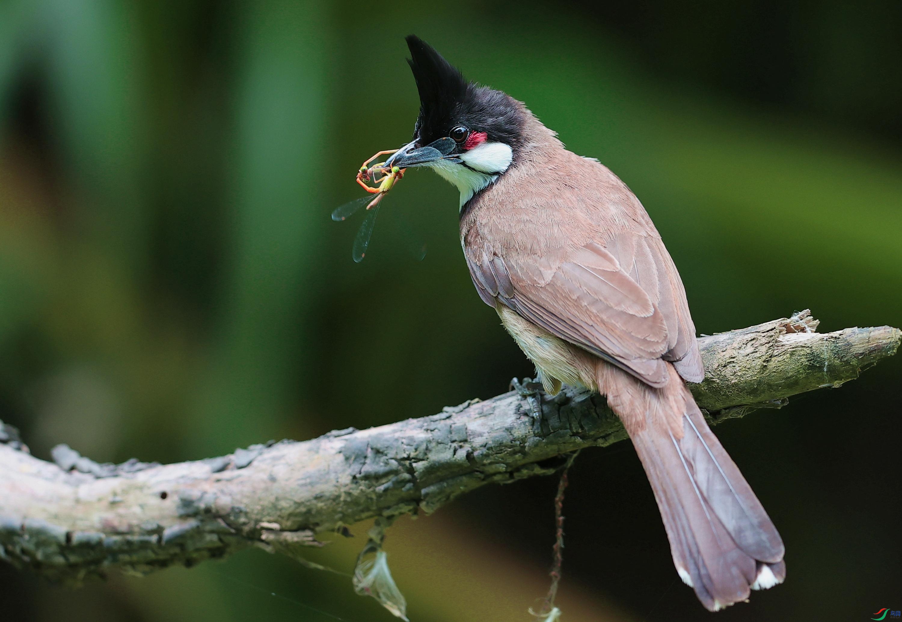 AK1I4379����һ����������һ׮�� - ����.JPG